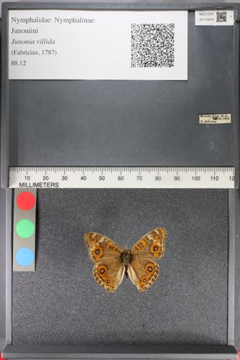 Media type: image;   Entomology 110916